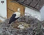 Capi_Dubne_20260603_121003.jpg