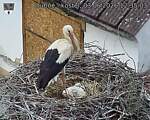 Capi_Dubne_20260603_123503.jpg