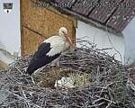 Capi_Dubne_20260603_125002.jpg