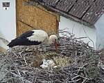 Capi_Dubne_20260603_130002.jpg