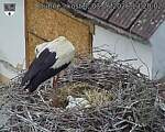 Capi_Dubne_20260603_132002.jpg