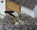 Capi_Dubne_20260603_132503.jpg