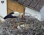 Capi_Dubne_20260603_133502.jpg
