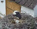 Capi_Dubne_20260603_135003.jpg