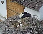 Capi_Dubne_20260603_140003.jpg