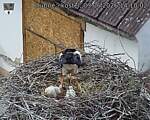 Capi_Dubne_20260603_141002.jpg
