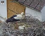 Capi_Dubne_20260603_143504.jpg