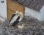 Capi_Dubne_20260603_144002.jpg