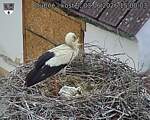 Capi_Dubne_20260603_150003.jpg