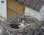 Capi_Dubne_20260603_160003.jpg