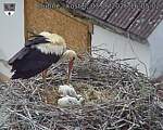 Capi_Dubne_20260603_160502.jpg
