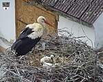 Capi_Dubne_20260603_161003.jpg