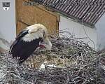 Capi_Dubne_20260603_162003.jpg