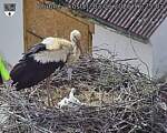 Capi_Dubne_20260603_162503.jpg