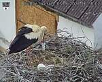 Capi_Dubne_20260603_163002.jpg