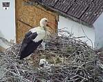 Capi_Dubne_20260603_163502.jpg