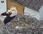 Capi_Dubne_20260603_165003.jpg