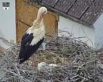 Capi_Dubne_20260603_165503.jpg