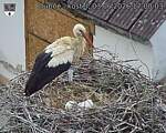 Capi_Dubne_20260603_170003.jpg