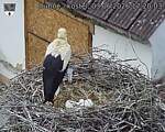 Capi_Dubne_20260603_172003.jpg