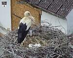 Capi_Dubne_20260603_172503.jpg