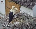Capi_Dubne_20260603_173502.jpg