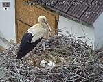 Capi_Dubne_20260603_174003.jpg