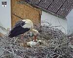Capi_Dubne_20260603_175004.jpg
