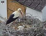Capi_Dubne_20260603_180003.jpg