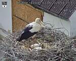 Capi_Dubne_20260603_180503.jpg