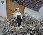 Capi_Dubne_20260603_181003.jpg