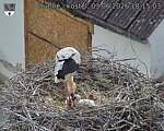 Capi_Dubne_20260603_181503.jpg