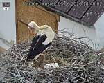 Capi_Dubne_20260603_184002.jpg