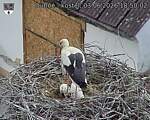 Capi_Dubne_20260603_185002.jpg