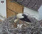 Capi_Dubne_20260603_190002.jpg