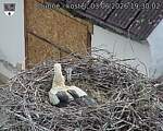 Capi_Dubne_20260603_193002.jpg