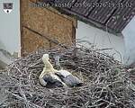 Capi_Dubne_20260603_193503.jpg