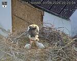 Capi_Dubne_20260603_202004.jpg