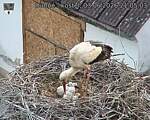 Capi_Dubne_20260603_210503.jpg