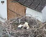 Capi_Dubne_20260603_211004.jpg