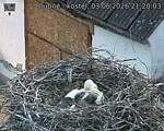 Capi_Dubne_20260603_212003.jpg
