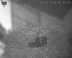 Capi_Dubne_20260604_003503.jpg