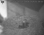 Capi_Dubne_20260604_010002.jpg