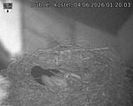 Capi_Dubne_20260604_012003.jpg