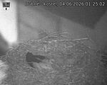 Capi_Dubne_20260604_012502.jpg