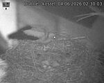 Capi_Dubne_20260604_023003.jpg