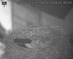 Capi_Dubne_20260604_024003.jpg