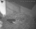 Capi_Dubne_20260604_024503.jpg