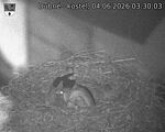 Capi_Dubne_20260604_033003.jpg