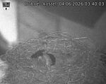 Capi_Dubne_20260604_034003.jpg